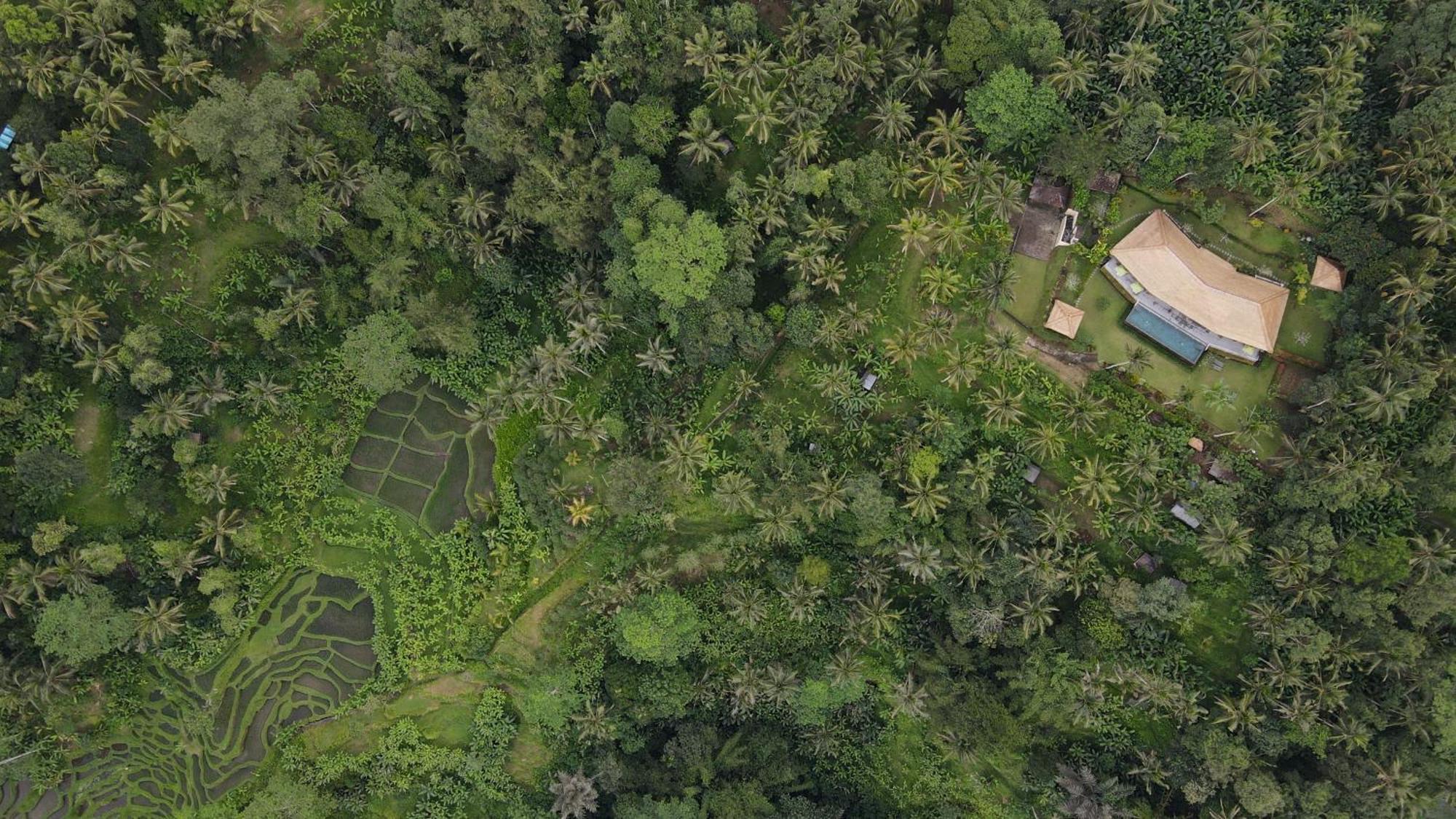 Villa Themma Jungle - Sumptuous 3Br Luxury Villa With Majestic Jungle View North Of Ubud Eksteriør billede